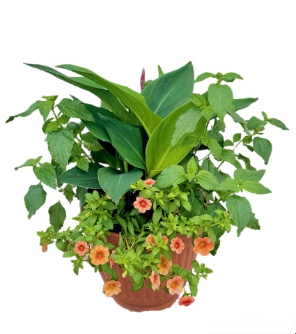 Mixed Annual Planter Outdoor