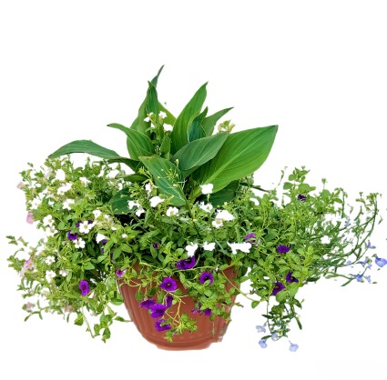 Mixed Annual Planter Outdoor
