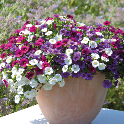 Mixed Annuals Planter Outdoor Plants