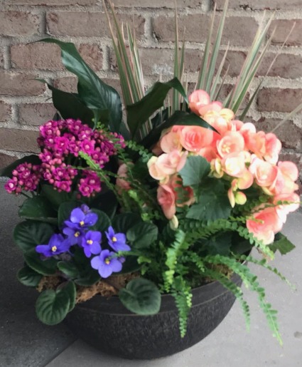 Mixed Begonia Garden With African Violet 