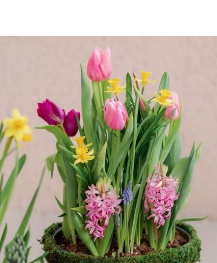 Mixed Bulb Garden 