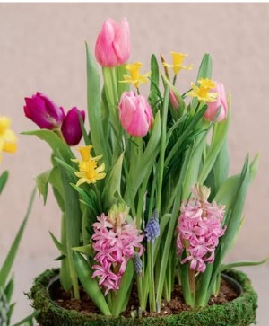 Mixed Bulb Garden 