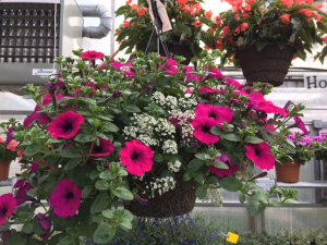 Plant - Mixed Combo Hanging Basket Plant - May through July