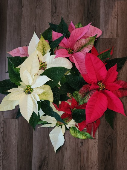 Mixed combo Poinsettia  