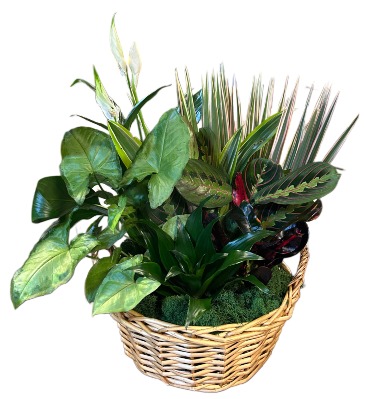 Mixed Garden Basket  in Jacksboro, TX | AMBROSE FLORAL DESIGNS