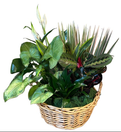 Mixed Garden Basket 