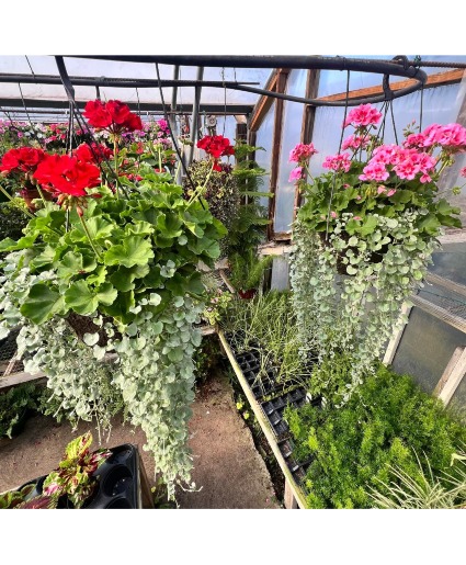 Large Geranium Hanging Basket Pink or Red