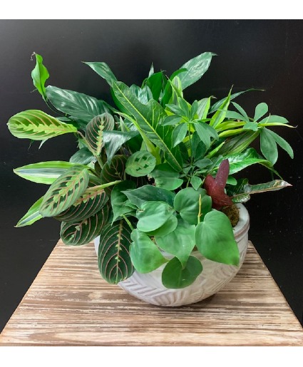 Mixed Green Dish Garden 