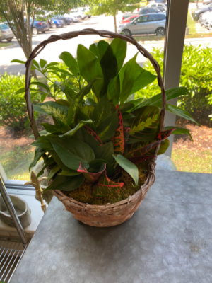 Mixed Green Plant Basket 