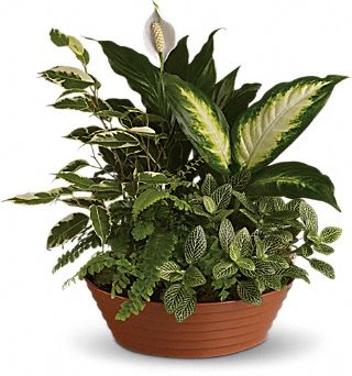 Mixed Green Plant Planter Everyday