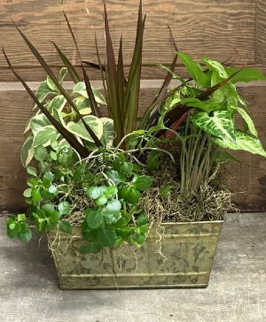 Mixed Greens Dish Garden