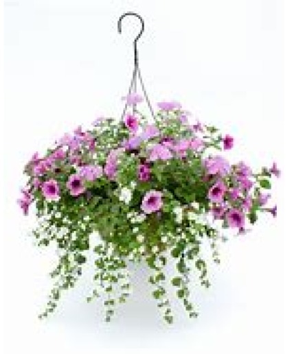 Mixed Hanging Basket Planter