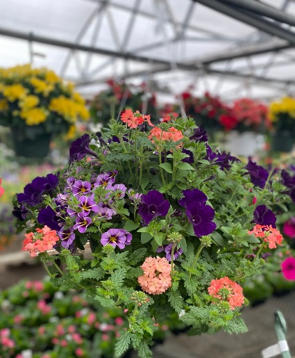 Mixed Hanging Basket- Sun Mothers Day