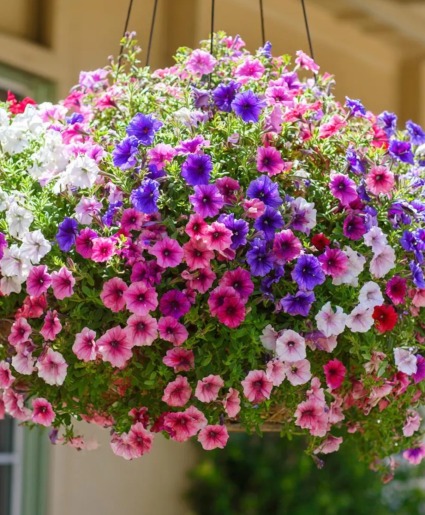 Mixed Hanging Flower Basket 