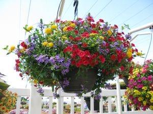 Mixed hanging plant  Assorted  colorful hangers