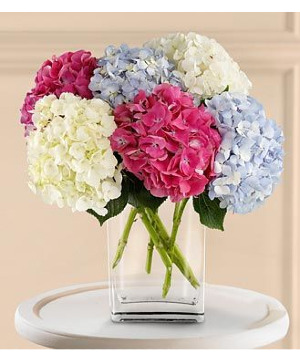 MIXED HYDRANGEA ARRANGEMENT 