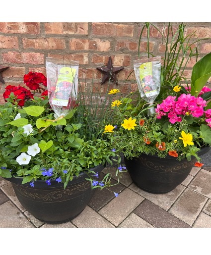 Outdoor Potted Plant Plant