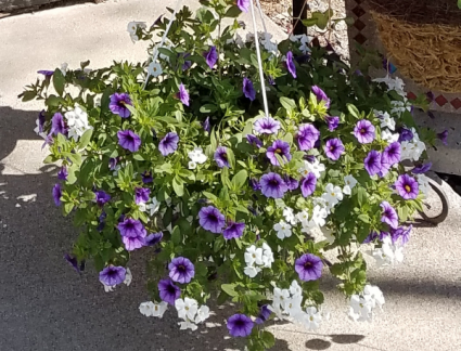 Mixed petunia Hanging Basket 