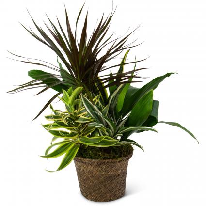 Mixed Plant Basket Plant