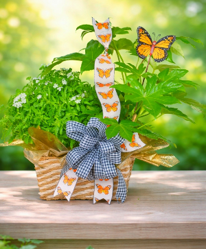 Mixed plant basket Plants