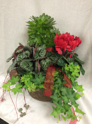 Plant - Mixed Plant Basket Plants