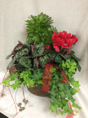 Plant - Mixed Plant Basket Plants