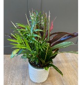 Mixed Plant Combo Plant