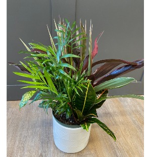 Mixed Plant Combo Plant