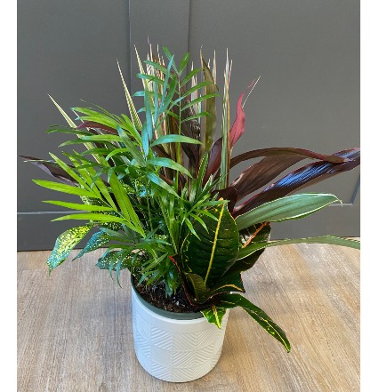 Mixed Plant Combo Plant
