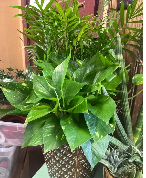 Mixed Plant Combo Plant Assortment