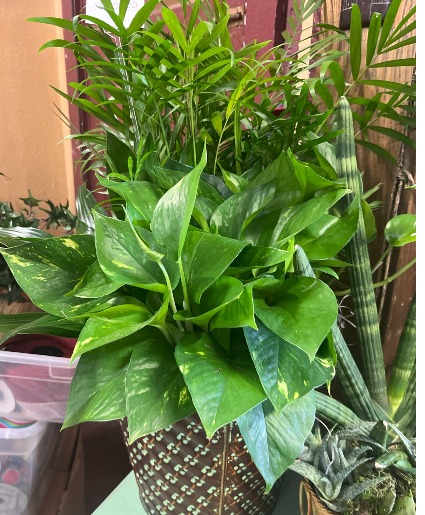 Mixed Plant Combo Plant Assortment