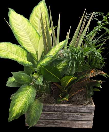 Mixed Planter 