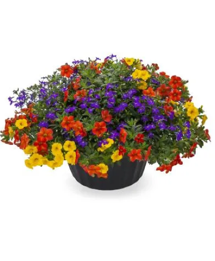 Blooming Planter (COLORS & BLOOMS WILL VARY) Hanging Basket 