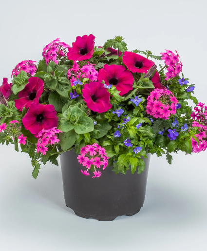Blooming Planter (COLORS & BLOOMS WILL VARY) Hanging Basket 