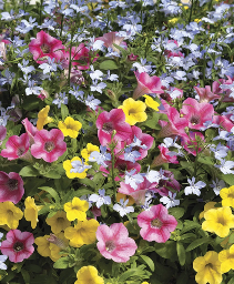 Blooming Planter  (COLORS & BLOOMS WILL VARY) Hanging Basket