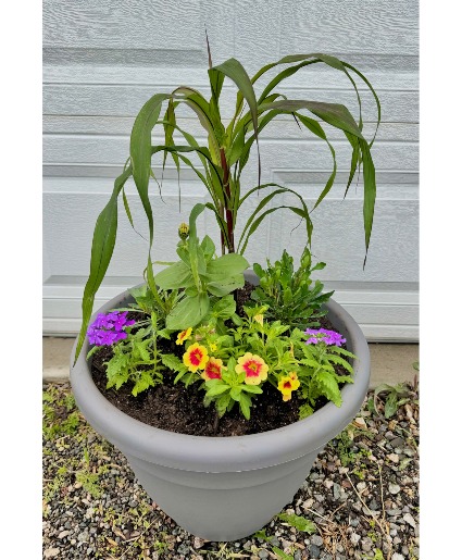Mixed Planter Outdoor plants