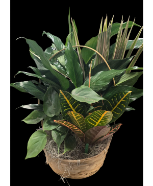 Mixed Planter 