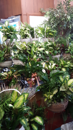 Mixed planters Planters