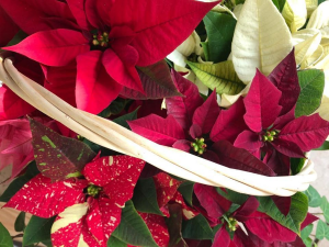 Mixed Poinsettia  Willow Baskets