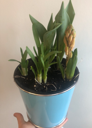 Mixed Spring Bulb Planter 