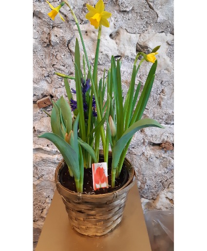 Mixed Spring Bulb Planter 
