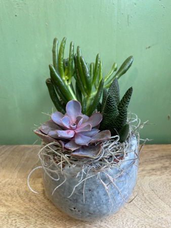 Mixed Succulent planter