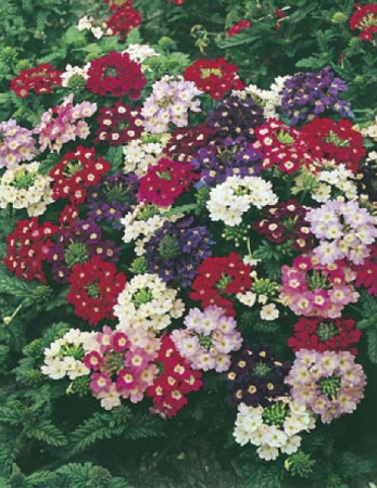 Mixed Verbena Greenhouse