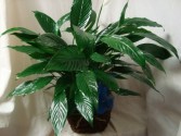  Peace Lilly PLANT( 6" pot) in a  basket , CERAMIC OR tin container to go home to someone after services. 