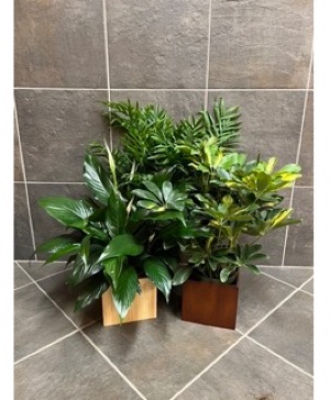 Modern Bamboo Green Plant Planter 