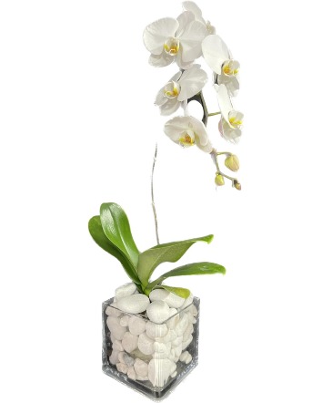 Modern Orchid Plant in Bonita Springs, FL | BONITA BLOOMS FLOWER SHOP LLC