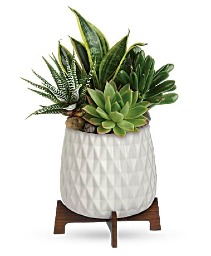 Modern Succulent Garden  