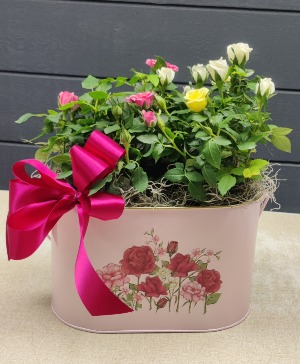 Mom's a Sweetheart! Mother's Day