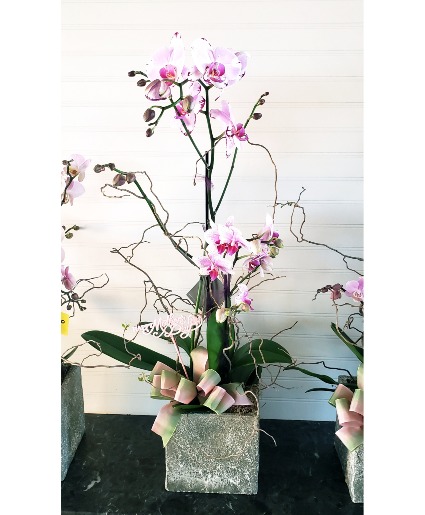 Mom's Large Orchid Garden in Stone Planter Orchid Size & Color May Vary