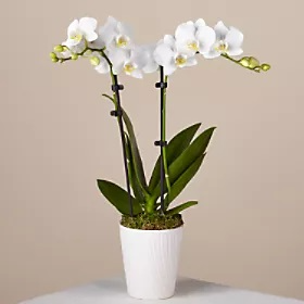 Mom's White Orchid Plant Dressed up with a Bow
